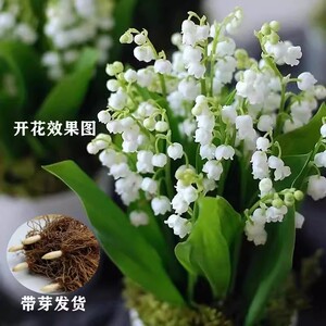 送种植资料+种植视频。