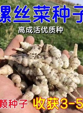螺丝菜种苗宝塔菜种子地牯牛新鲜地环苗地葫芦种植地蚕宝塔菜新鲜
