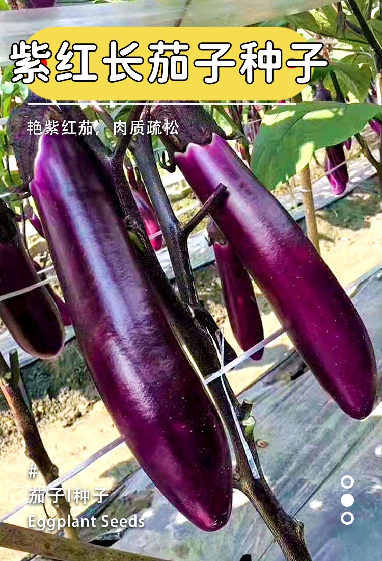 紫色长茄子种籽农点赞高产