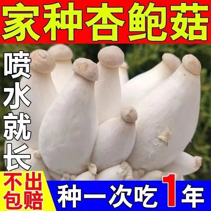 四季可种,喷水就活,反复出菌