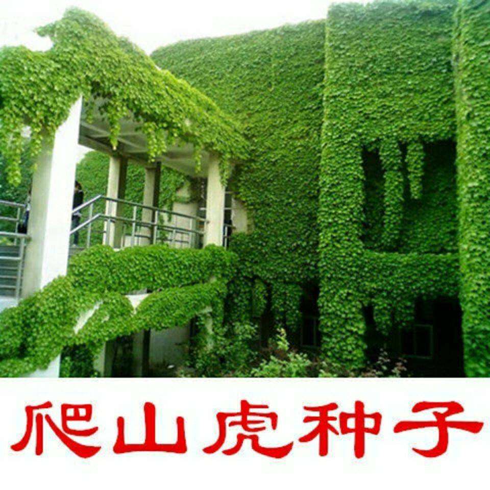 新品爬山虎种子四季常青三叶地锦四季种阳台庭院爬藤观叶植物种子
