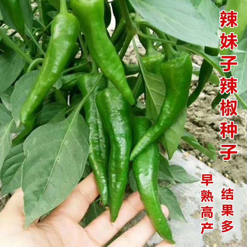 湖南15号辣椒种子早熟高产四季