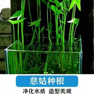 新款水生植物茨菇挺水水草