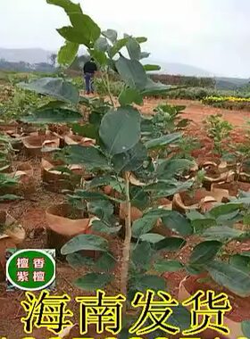 名贵正宗印度檀香紫檀树苗