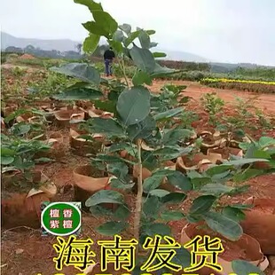 名贵树苗正宗檀香紫檀苗 印度小叶紫檀苗 紫檀树苗珍贵红木紫檀苗