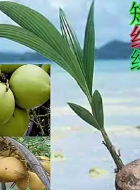正宗海南矮椰苗海南发货