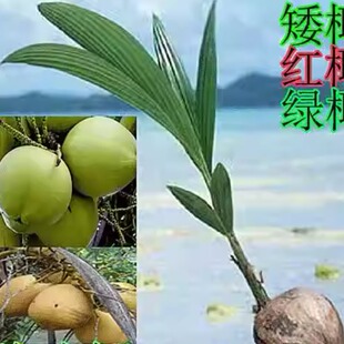 果树苗 正宗海南椰子树苗 矮椰红椰绿椰 盆栽地栽 果树庭院海南发