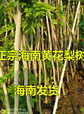 珍稀正宗油梨红木降香黄檀树苗