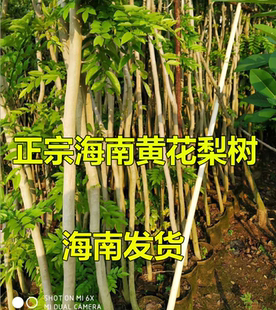 名贵珍稀树苗正宗海南黄花梨树油梨树苗红木降香黄檀树木小树大树