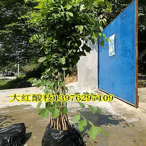 正宗大红酸枝树苗交趾黄檀红木绿化树苗南方北方盆栽地栽酸枝树苗