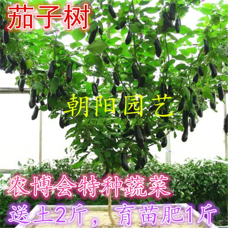 四季高产茄子树种子多年生长紫茄子树可生吃达600果左右 树苗包邮