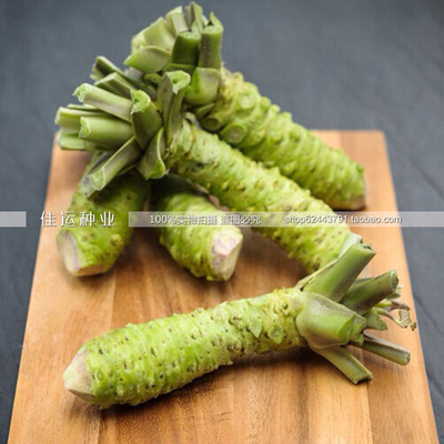 萝卜盆栽绿植进口日本种子包邮