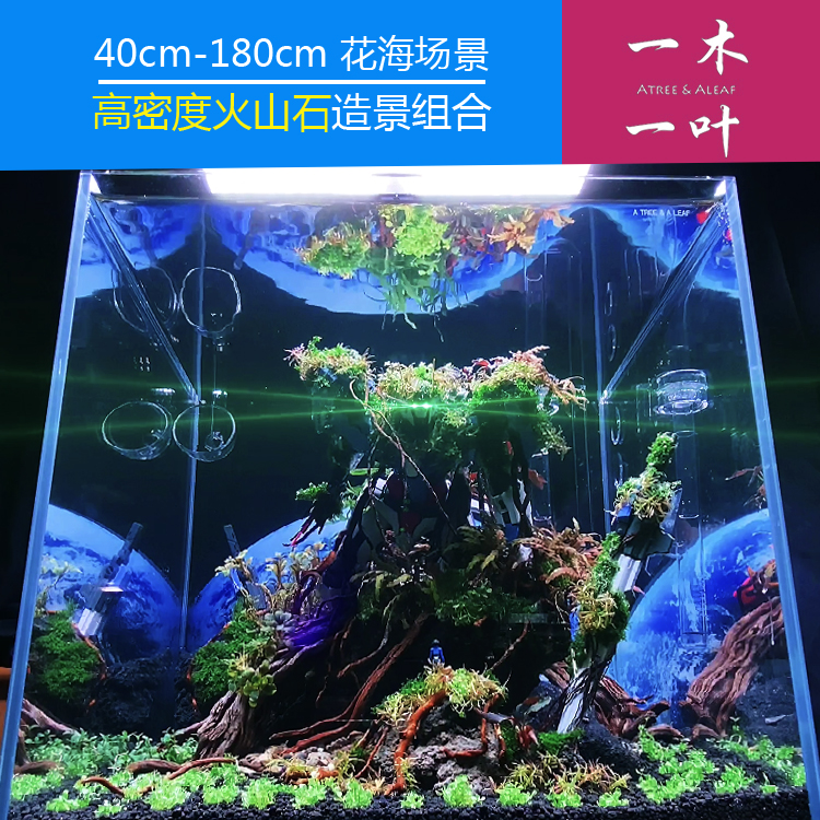 跟我学造景草缸一木一叶1对1指导