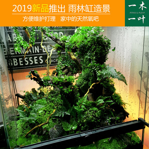 1对1指导还原造景一木一叶雨林缸