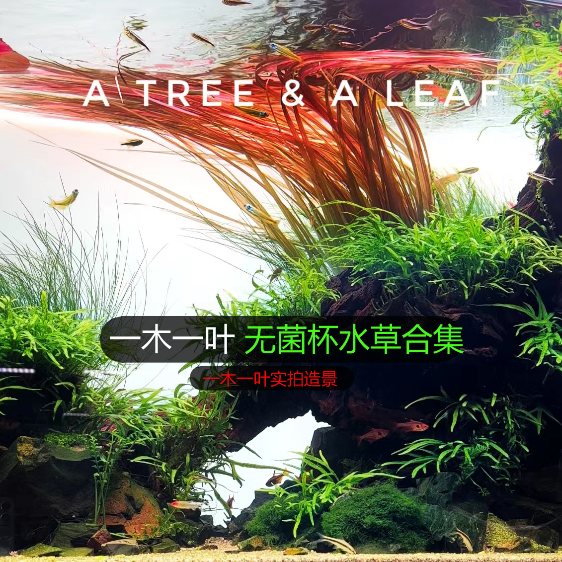 无菌杯水草 一木一叶造景-老李 前景草 中景草 后景草 荷兰景