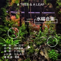 Коллекция Water Banyan Siaoshui Banyan Mini Banyan Banyan Banyan на переднем плане трава, один древесина, один лист, ландшафт с водной травой