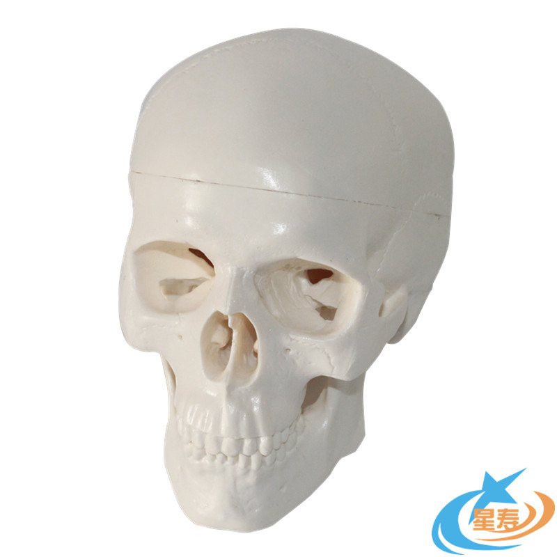MDCD海医人体头骨模型儿童头骨模迷你小头骨模型仿真人体骨骼模型
