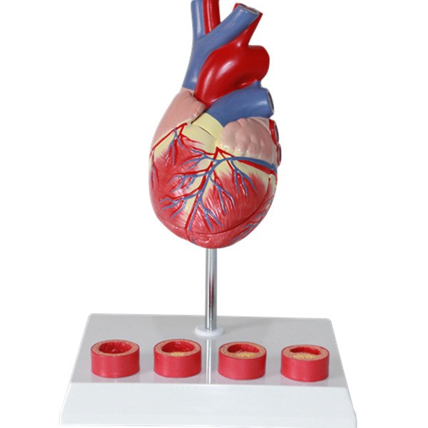 医信MDCD人体心脏模型