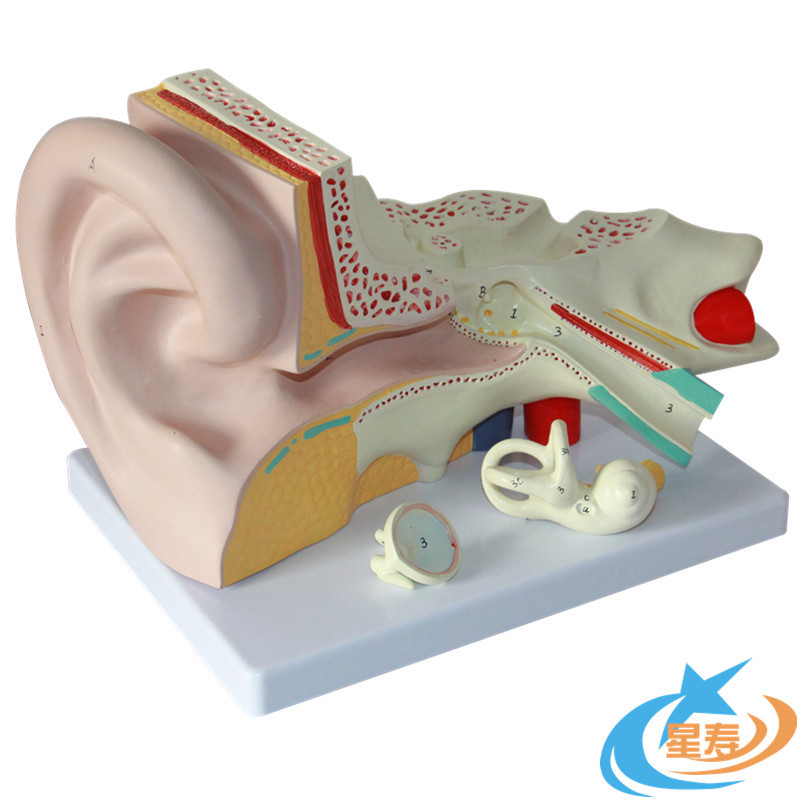 mdcd海医人体耳解剖放大模型可拆卸耳朵模型耳结构造模型内耳迷路