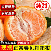 包邮 四川春见耙耙柑10斤特级大果现摘春见粑粑柑新鲜应季 水果顺丰