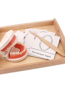 Montessori Teaching Aids Tooth Toy Simulated Teeth Brushing