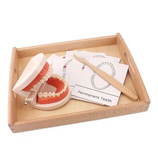 Tooth Aids Toy Simulated Brushing Montessori Teeth Teaching