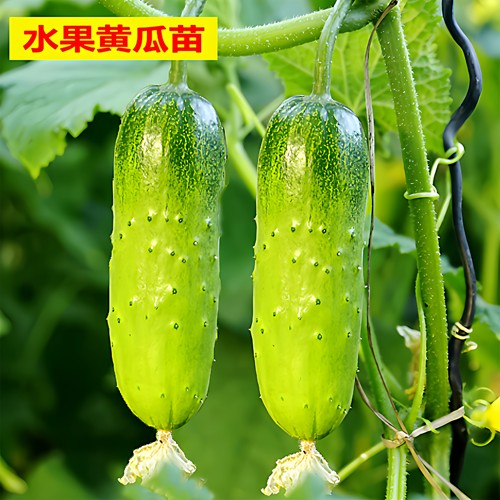 高产黄瓜苗旱黄瓜玉女水果黄瓜秧