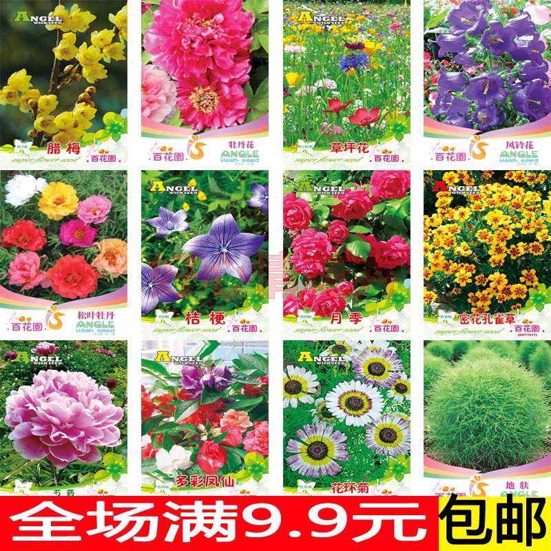 四季花卉種子菊花玫瑰桔梗小麗花陽臺盆栽庭院易活種植花草植物籽