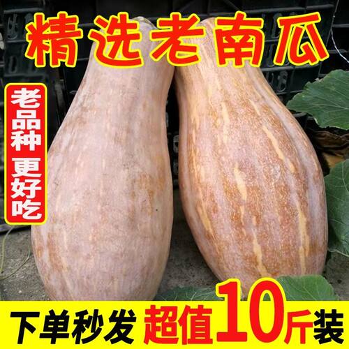 现摘现发老南瓜云南正宗蜜本南瓜新鲜农家自种甜南瓜速食菜