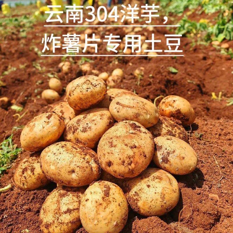 云南洋芋炸薯片专用土豆 云薯3土豆