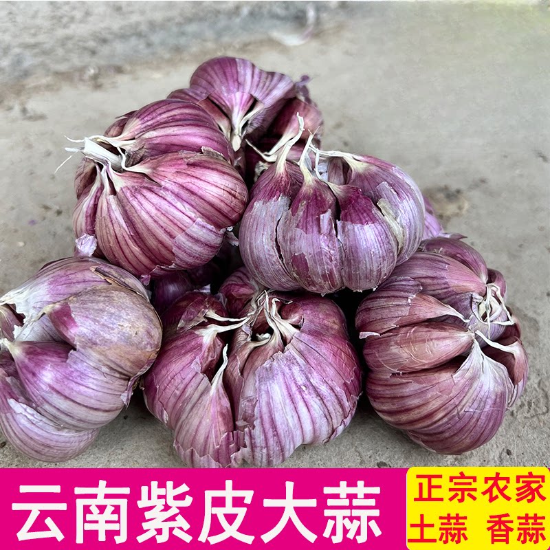 云南紫皮大蒜2026红蒜干蒜红皮大蒜农家土蒜香蒜籽食用蒜正宗新货