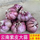 云南紫皮大蒜红蒜干蒜红皮大蒜农家土蒜香蒜籽食用蒜正宗新货 包邮