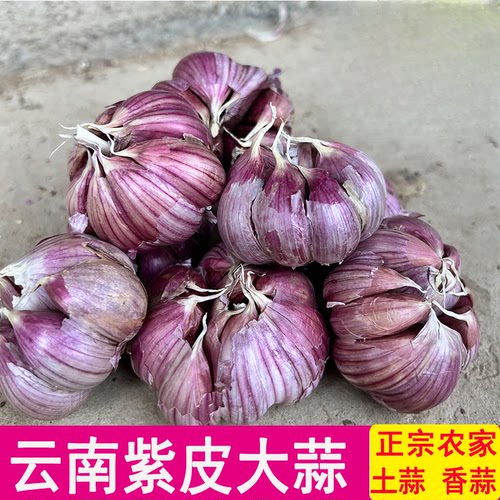 农家紫皮蒜种可吃可种