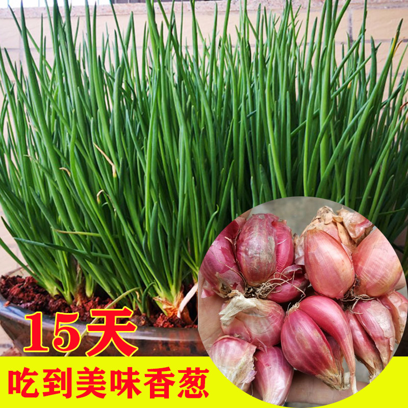 小葱四季小香葱种籽红