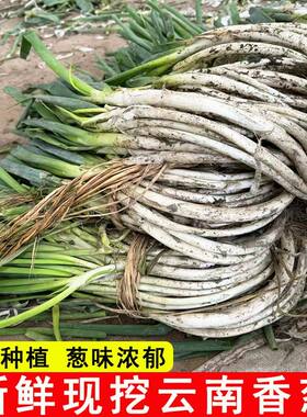 正宗云南新鲜大葱农家自种蔬菜蘸酱专用大弯葱配菜小葱带根绿葱