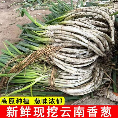 正宗云南新鲜大葱农家自种蔬菜蘸酱专用大弯葱配菜小葱带根绿葱
