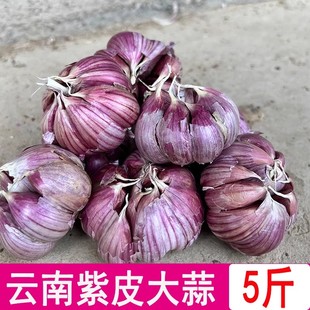 云南紫皮大蒜红蒜本地干蒜农家半干蒜大蒜头土蒜香蒜红蒜农家蒜