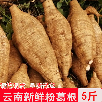 云南新鲜葛根粉葛根无渣农家山地葛根现挖大山种葛根煲汤解酒包邮