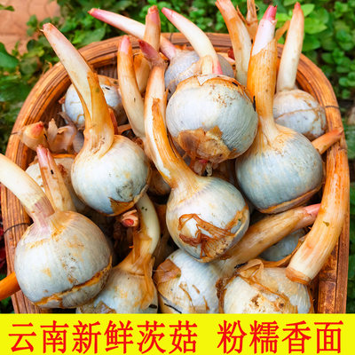 云南白茨菇燕尾5斤新鲜蔬菜