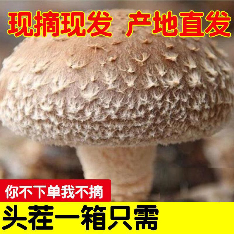 帆儿庄园新鲜湿香菇蘑菇菌菇蔬菜河南涮菜鲜食用菌现摘现发,水产肉类/新鲜蔬果/熟食,新鲜松茸/菌菇,淘宝优惠券,粉丝福利购,淘宝优惠卷