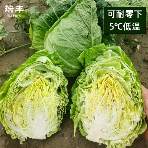 超级春丰牛心甘蓝种子春季秋季四季播耐寒甘蓝大头菜卷心菜种孑籽