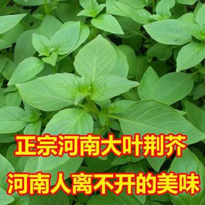 荆芥菜种籽河南大叶荆芥种子荆芥苗菜籽蔬菜种子四季播荆菜小青菜