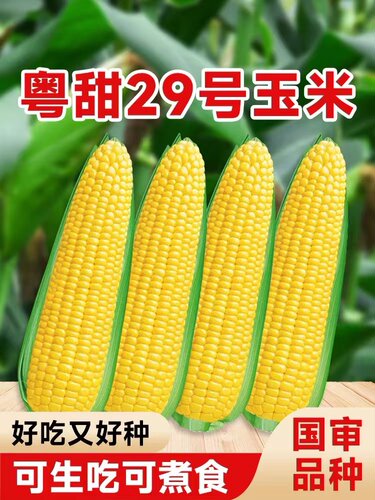 粤甜29号玉米种籽超甜高产抗病
