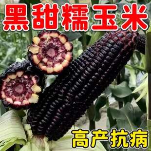 黑糯玉米种子蔬菜甜糯黑玉米种子苞米种籽春季播种农家小院种植