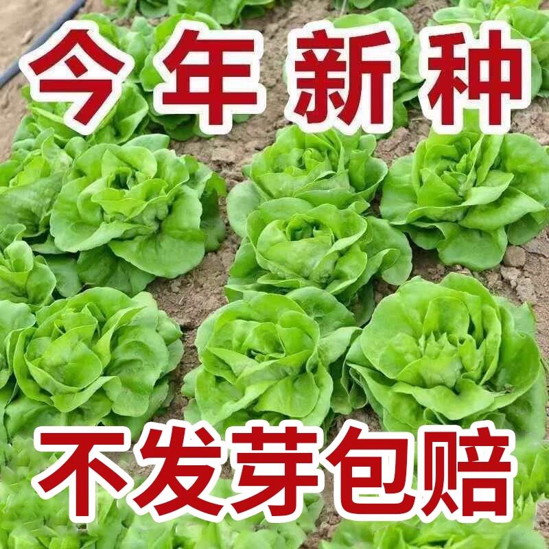奶油生菜种籽沙拉生菜籽种四季夏季菜籽农家水培阳台蔬菜种子种孑