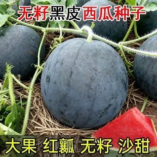 黑皮无籽西瓜种子特大高产早熟薄皮四季水果麒麟超甜巨型西瓜种籽