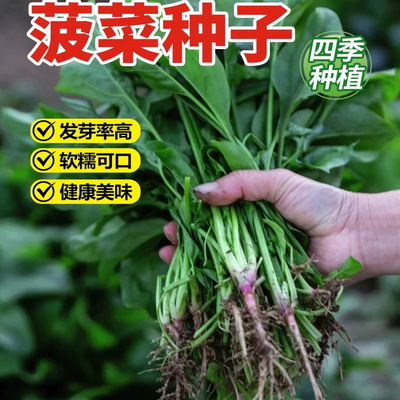 耐热大叶菠菜种子高产抗病耐寒