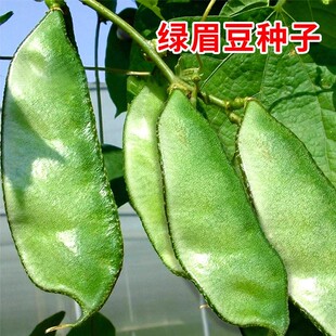 大肉绿眉豆猪耳朵扁豆种子种籽南方四季豆角梅豆角梅豆孑架豆菜豆