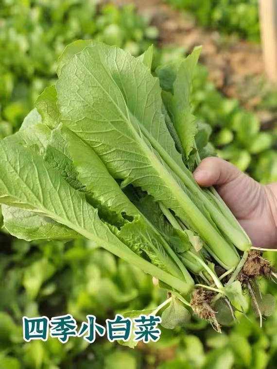 四季小白菜籽奶油快菜种子青梗耐热阳台盆栽蔬菜种孑水培速生青菜