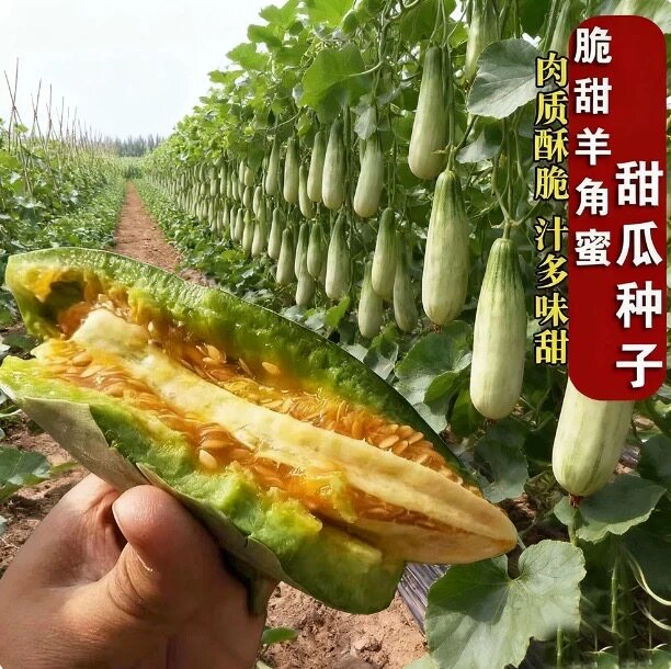 羊角蜜瓜酥甜瓜高产抗病耐热脆甜